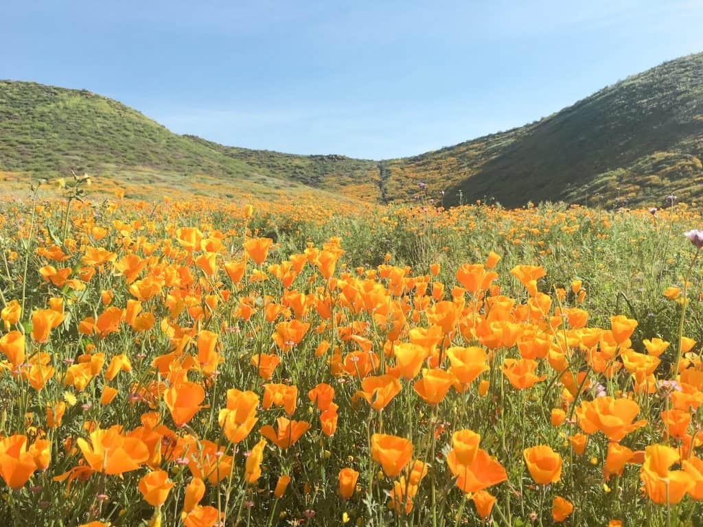 California-Poppies-Super-Bloom