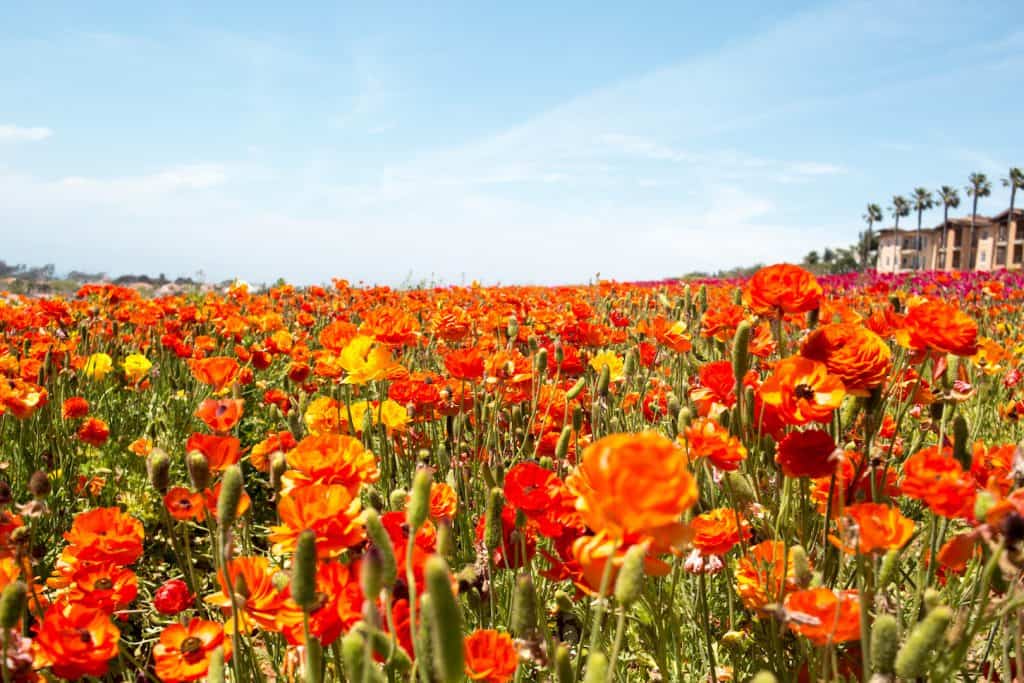 Flower-Fields-Carlsbad